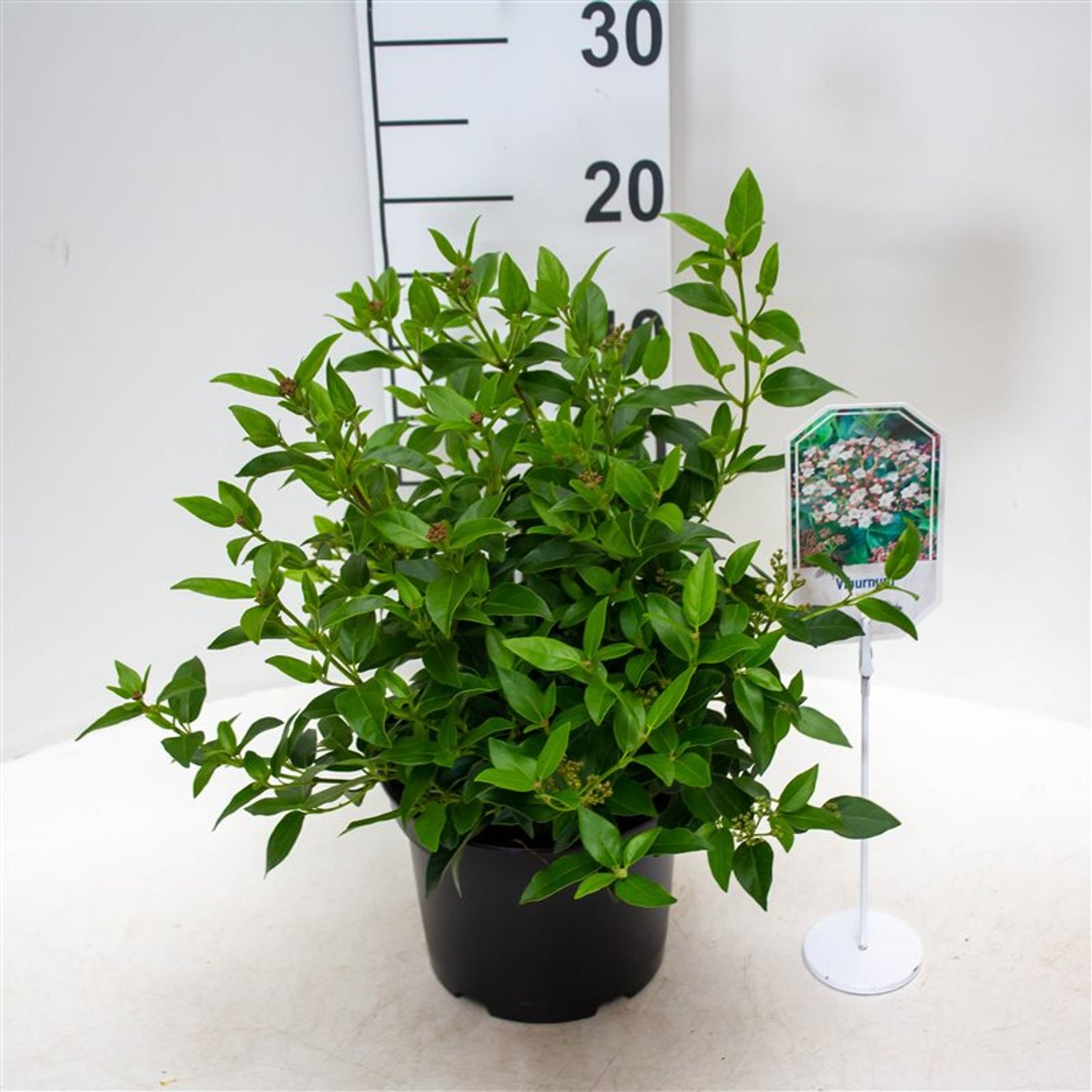 Viburnum tinus - C3 25-30 CM